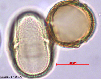 Melianthus comosus - lame n° 29384
